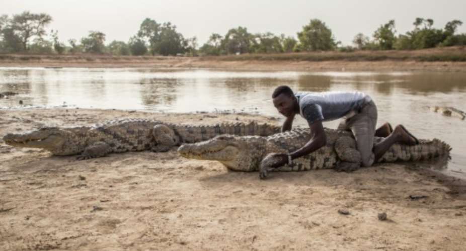 Give me a hug: Crocodiles in Bazoule are considered sacred. Local youths often sit on them, saying the crocodiles never attack them.  By OLYMPIA DE MAISMONT AFP