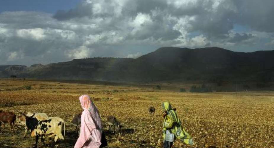 Ethiopian cattle herders walk their cows near the nothern town of Adwa, on November 19, 2005.  By Marco Longari AFPFile