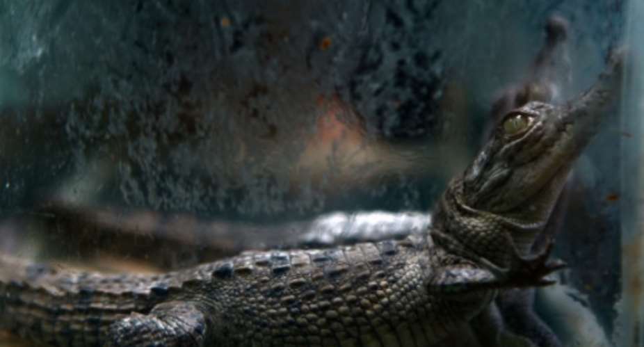 Globally police seized 4,419 live animals including 2,703 turtles and tortoises, 1059 snakes, 512 lizards and geckos and 20 crocodiles and alligators.  By Mayerling GARCIA AFPFile