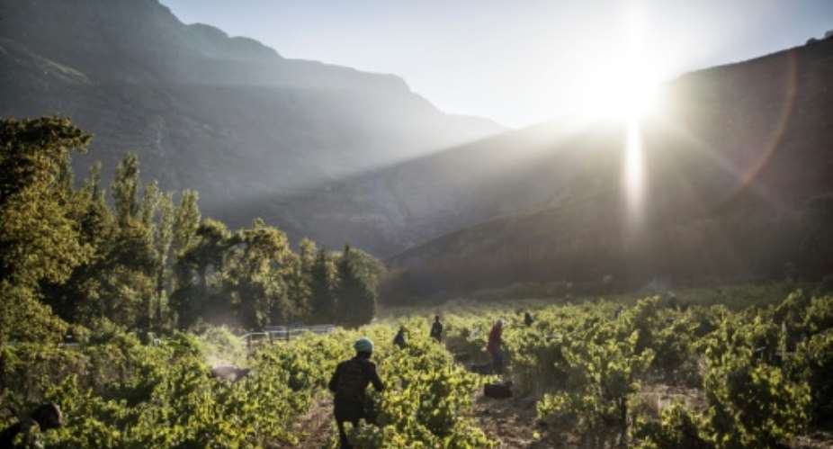 Grape harvest in the Hottentots Mountains.  By MARCO LONGARI AFPFile