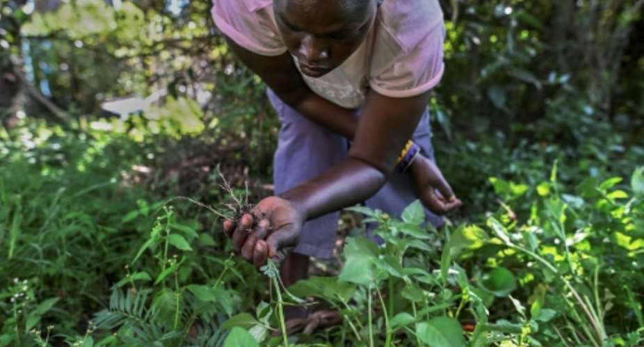 Green shoots: Seedballs are helping new growth in Kenya forests, devastated by colonial clearing and agriculture production.  By TONY KARUMBA AFP
