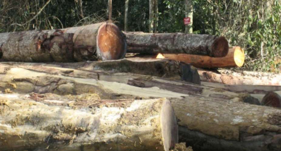 Britain, Belgium and the Netherlands all consider timber from Cameroon as high risk and require strict diligence standards from importing firms.  By Delphine Ramond AFPFile