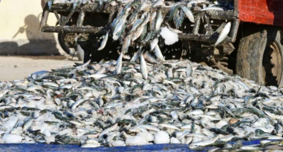 Greenpeace said hundreds of thousands of tonnes of fish are made into meal or oil for export, to the detriment of about 40 million African men and women.  By SEYLLOU AFPFile
