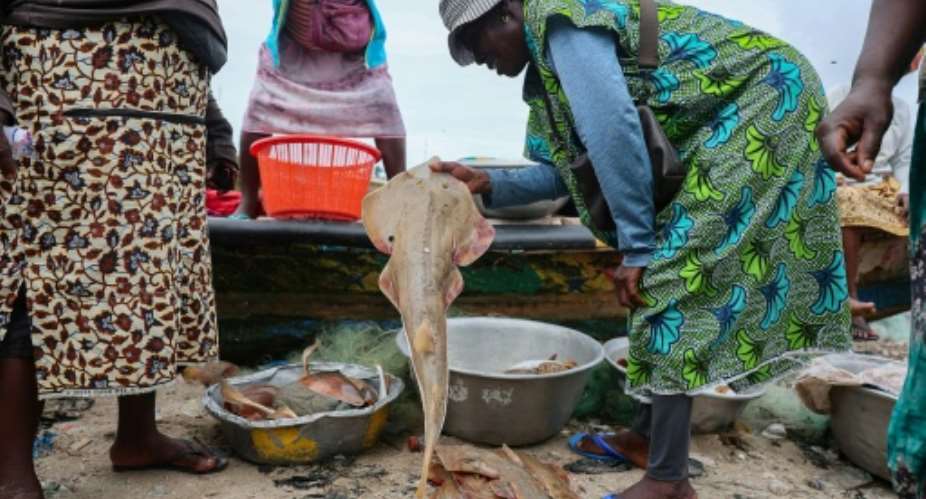 Guitarfish are among the worlds most threatened marine fish, red-listed as critically endangered by the International Union for Conservation of Nature.  By Nipah Dennis (AFP)