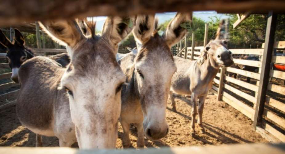 Gumtree has banned advertisements offering donkeys for sale in South Africa.  By Christian Miranda AFP