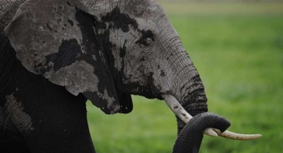 Gunmen threatened one of the biggest massacres of elephants in the region.  By Tony Karumba (AFP/File)