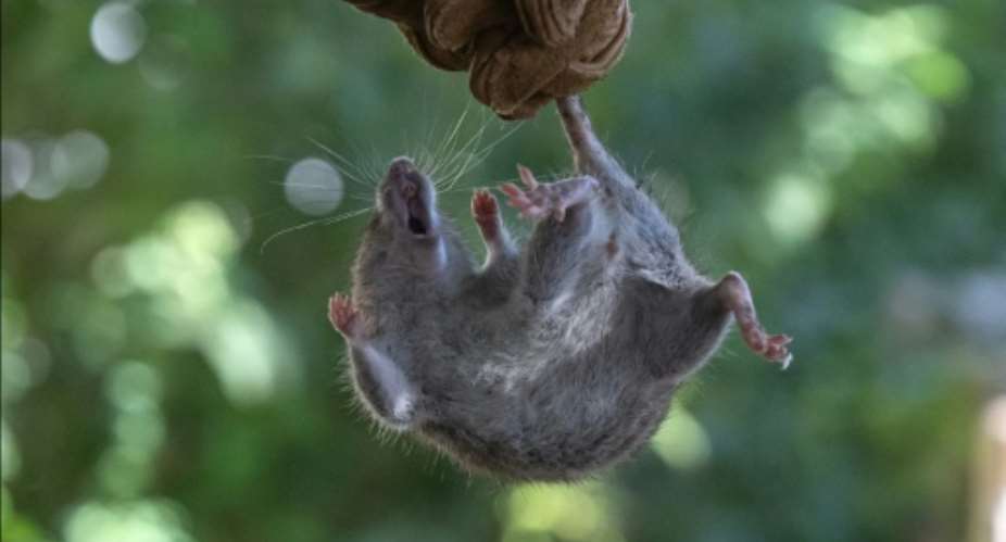 Hantaviruses are spread by rodents, in particular through contact with their droppings, urine or saliva.  By MIGUEL MEDINA (AFP/File)