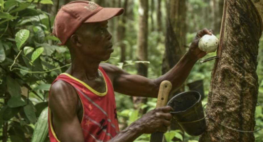 Harry Somah collects rubber from a tree on his farm in Grand Bassa County, Liberia.  By MATTHEW JACOBS (AFP)