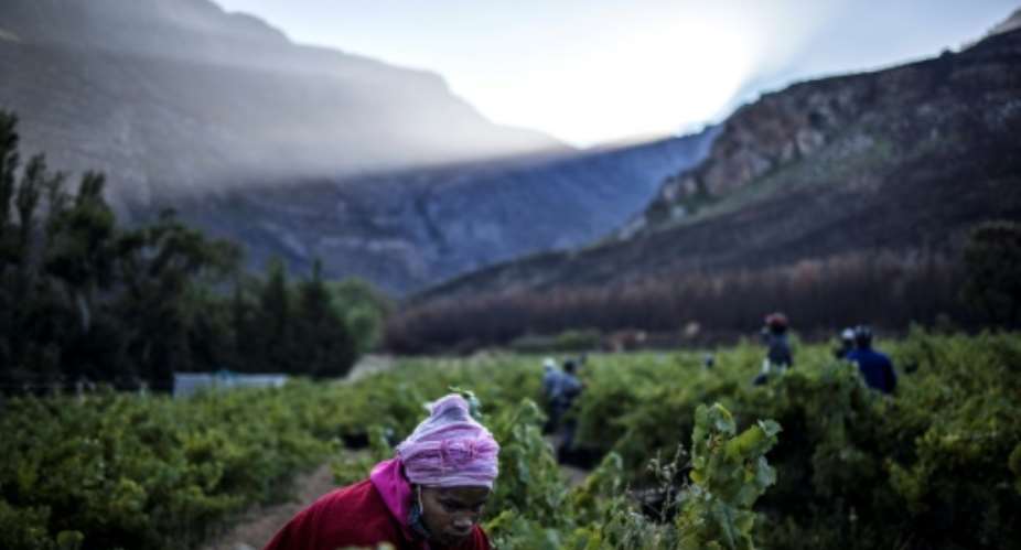 Harvest time: Seasonal workers snip the grapes at a vineyard overlooked by the Hottentots Mountains.  By MARCO LONGARI AFP