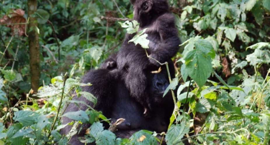 Haven: The Virunga National Park is one of the last redoubts of the mountain gorilla.  By PETER MARTELL (AFP)