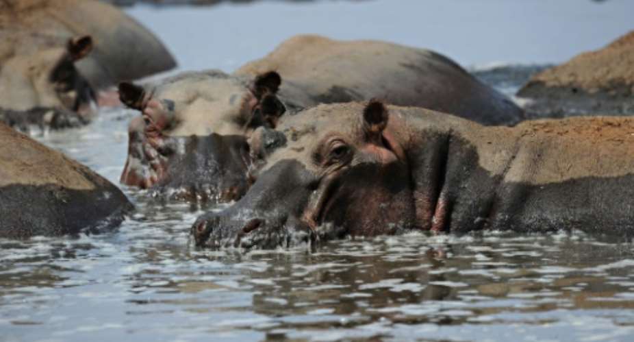 Hippopotamuses are among the many species affected by the threat to Lake Turkana, says the UN.  By ROBERTO SCHMIDT AFP
