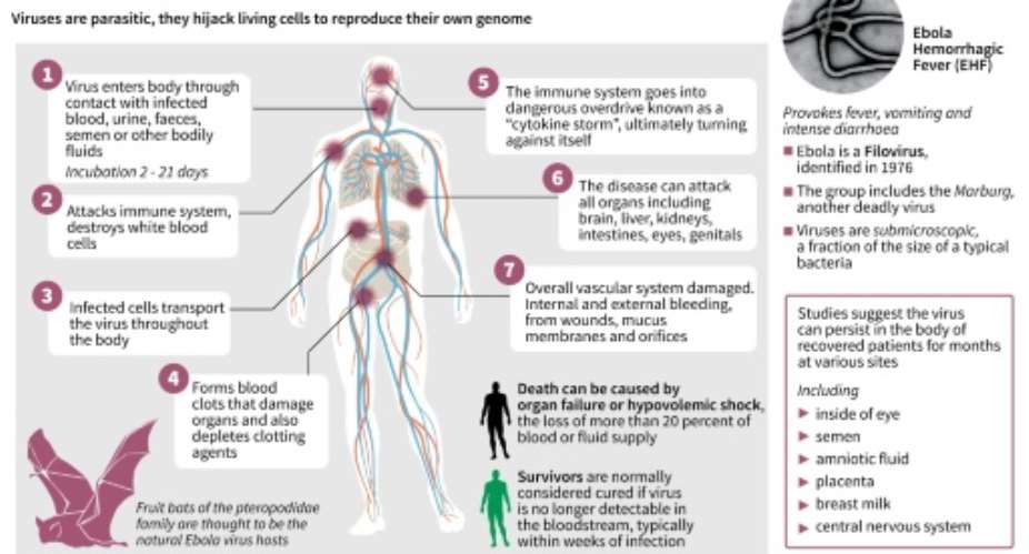 How the Ebola virus attacks the body.  By John SaekiAdrian Leung AFP