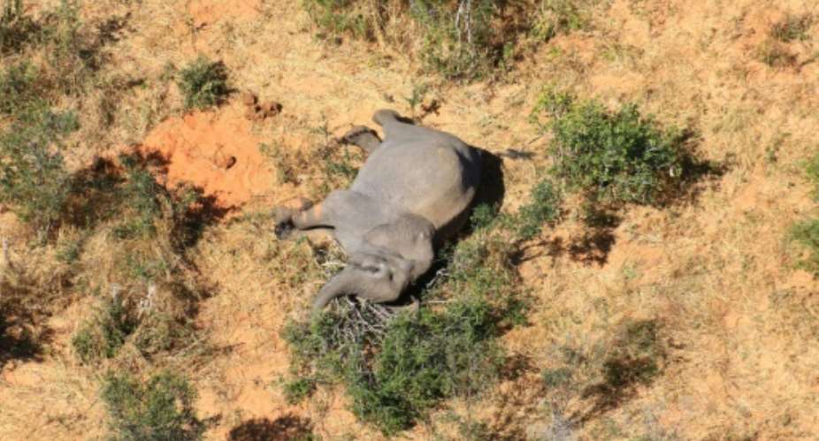 Hundreds of elephants have been found dying picture courtesy of National Park Rescue.  By - NATIONAL PARK RESCUEAFP