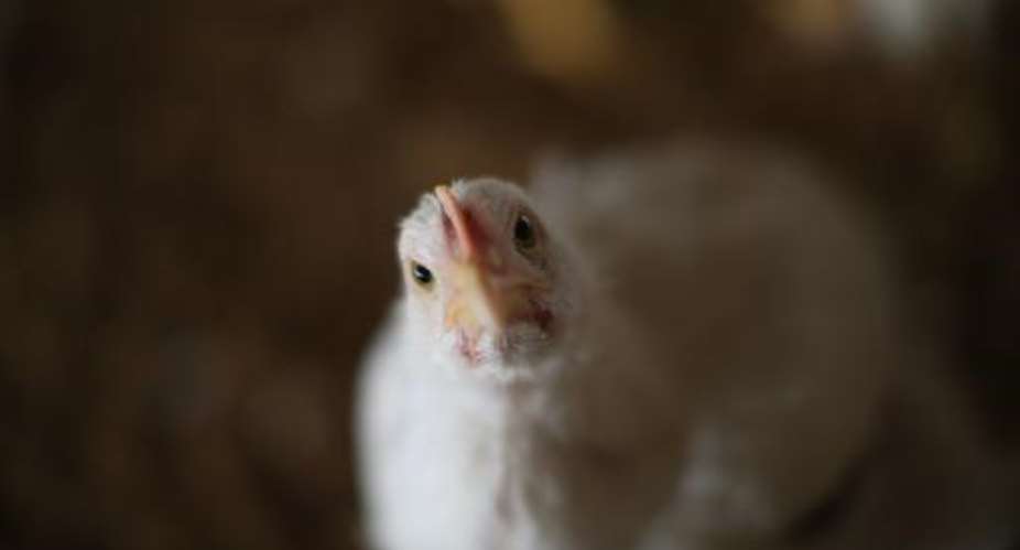Ivory Coast said it is banning the import of poultry from avian flu-hit Burkina Faso to prevent the spread of the disease.  By Scott Olson GettyAFPFile