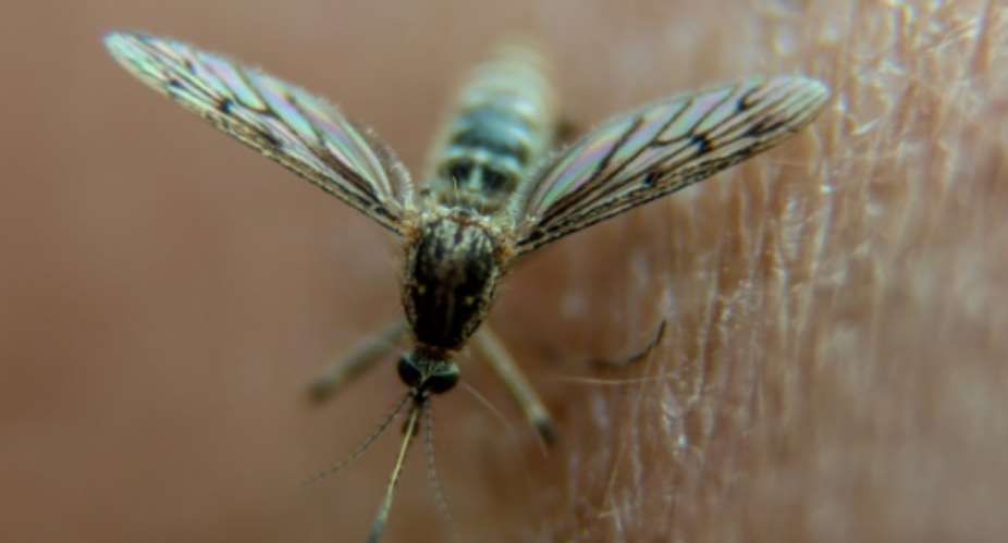 In 2017, the number of malaria cases climbed to 219 million, a sign that long-standing progress is being reversed.  By PHILIPPE HUGUEN (AFP/File)