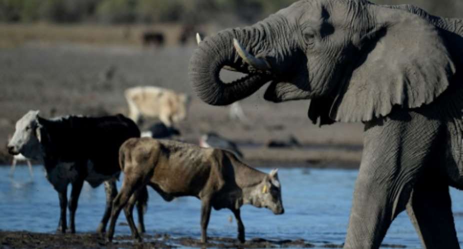 In an update of its Red List of threatened species, the International Union for Conservation of Nature highlighted the broad deterioration of the situation for elephants in most of Africa.  By MONIRUL BHUIYAN AFPFile