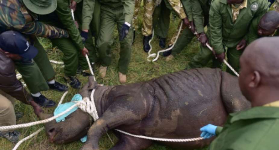 In translocation operations, rhinos are sedated, loaded into a crate and then moved to a new location -- the goal is to help the endangered species to survive.  By TONY KARUMBA AFPFile