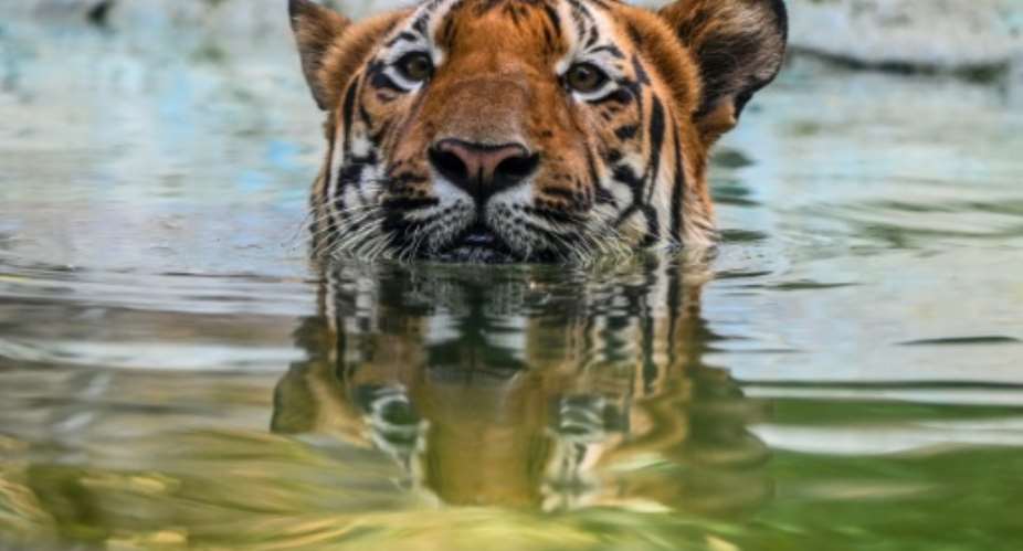 India, which is home to around 70 percent of the worlds tiger population, has long played a leading role in big cat conservation.  By Punit PARANJPE (AFP)