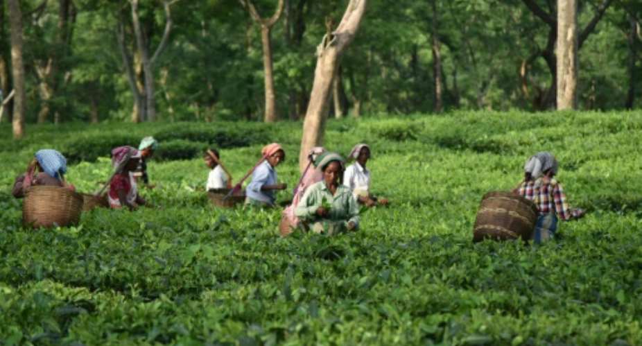 Indian tea farmers, many of them women, are scraping a living, Oxfam says.  By STR AFPFile