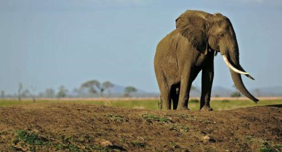 A picture taken on October 14, 2013 shows an elephant in Mikumi National Park in  Tanzania.  By Daniel Hayduk (AFP/File)