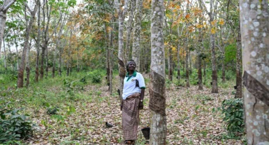 Ivorian rubber farmer Affoua Mea, 64, says she is independent and freer since buying her own land.  By Sia KAMBOU (AFP)