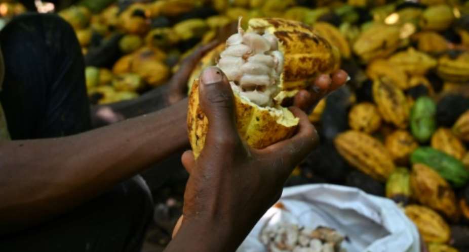 Ivory Coast is the biggest producer of cacao beans, the treasure that lies inside the pod of the Theobrama cacao tree.  By Issouf SANOGO AFP