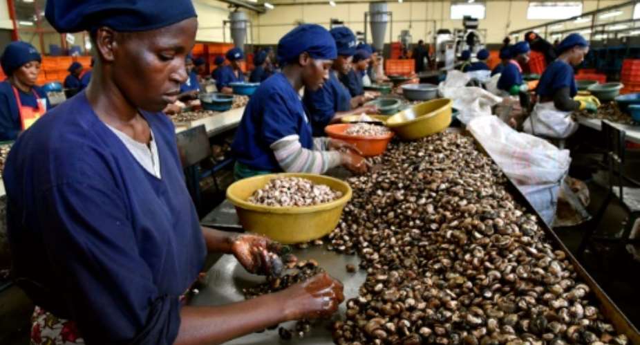 Ivory Coast is the world's biggest grower of cashews -- it now hopes to develop the processing side of the industry, to create jobs and wealth.  By ISSOUF SANOGO AFP