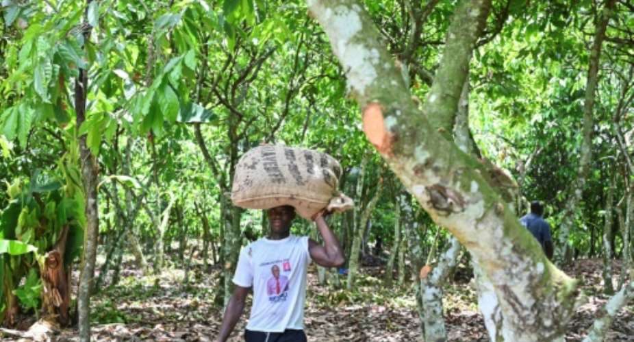 Ivory Coast is the world's biggest producer of cocao.  By Issouf SANOGO AFP