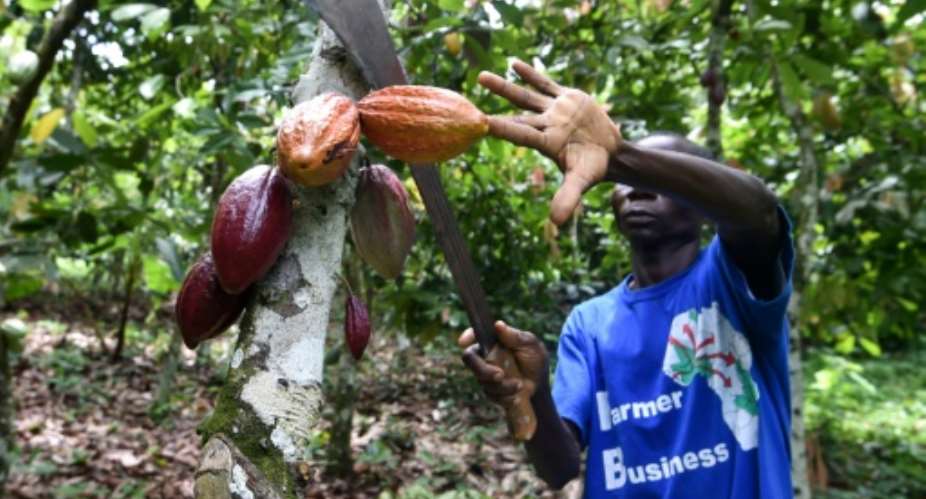 Ivory Coast is the world's biggest producer of cocoa beans, but poverty among farmers is widespread.  By SIA KAMBOU AFP