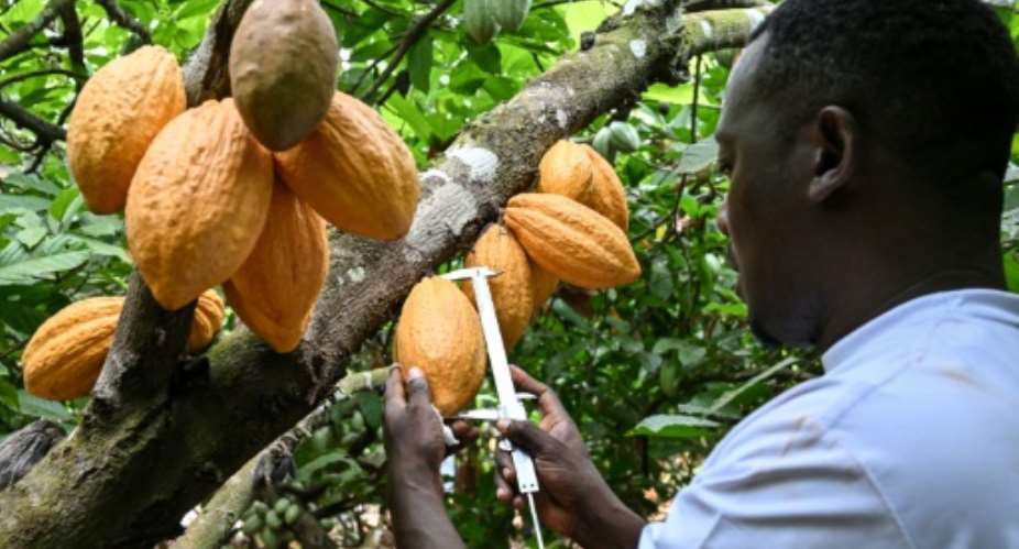 Ivory Coasts National Center for Agronomic Research wants to create a bean that can survive the unpredictable weather events unleashed by climate change.  By Issouf SANOGO (AFP)