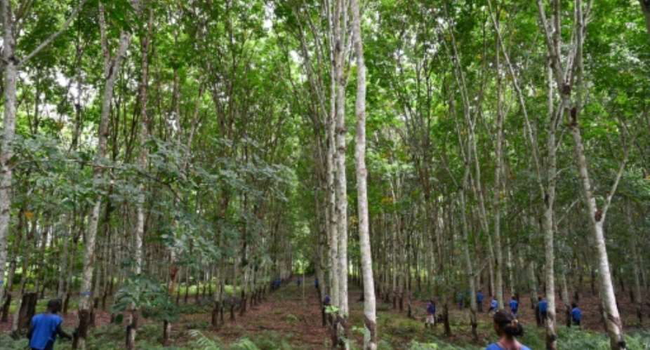 Ivory Coast's rubber plantations are being accused of damaging the environment and worsening food security.  By ISSOUF SANOGO AFPFile