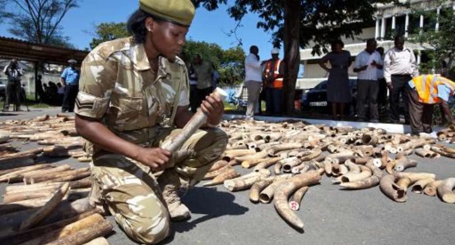 A Wildlife Service officer numbers elephant ivory tusks on July 3, 2013, after a container was seized in a private yard in the Changamwe area, having come from Uganda at the ports of Mombasa, Kenya.  By Ivan Lieman AFPFile