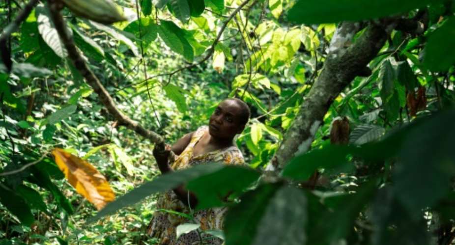Judith Kahindo takes a risk every time she goes to her cocoa plantation in eastern Democratic Republic of Congo.  By PHILMON BARBIER (AFP/File)
