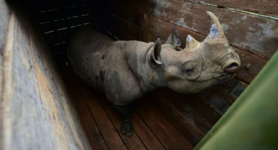 June 26: A female black rhino at Nairobi National Park awaits translocation to Tsavo East.  By TONY KARUMBA AFP