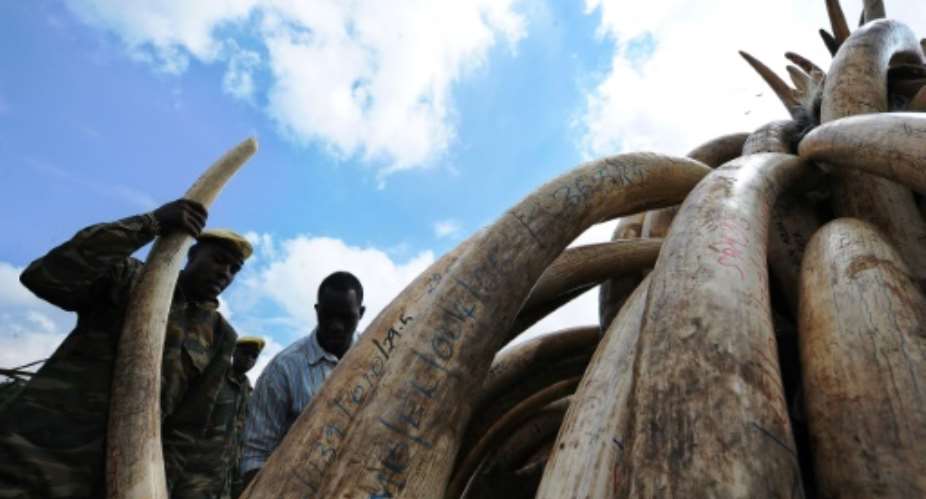Kenya Wildlife Services KWS personnel and soldiers stack elephant tusks onto pyres in preparation for a historic destruction of illegal ivory and rhino-horns.  By Tony Karumba AFP