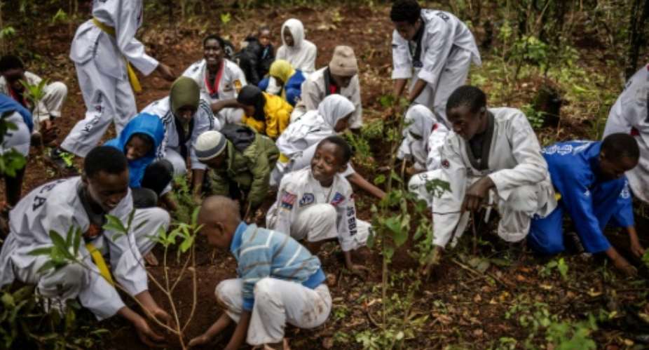 Kenya has a nationawide tree-planting public holiday every November 13.  By LUIS TATO AFP