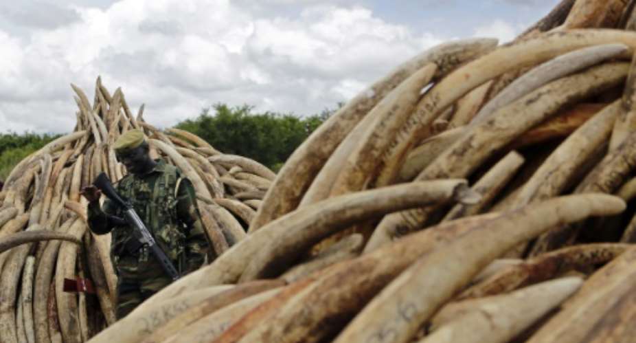 More than 30,000 elephants are killed every year in Africa to satisfy demand for ivory in Asia, where tusks sell for around 1,000.  By Tony Karumba AFPFile