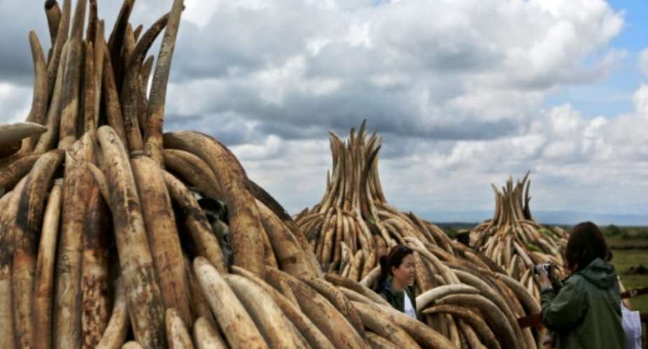 Ivory itself does not burn, and so the fire will be fuelled by a mix of thousands of litres of diesel and kerosene injected though steel pipes leading into the heart of the pyramids in Nairobi.  By Tony Karumba AFP