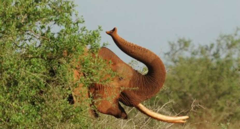 Rangers recovered 50 kg of elephant tusks after a gunfight with suspected poachers.  By Tony Karumba AFPFile