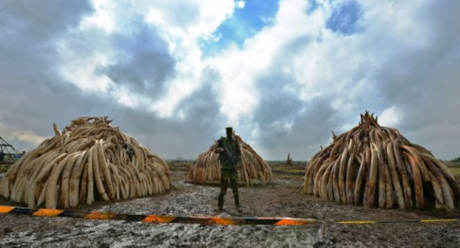 A Kenyan ranger stands guard as elephant tusks are piled up onto pyres in preparation for a historic destruction of illegal ivory and rhino-horn confiscated mostly from poachers in Nairobi's national park on April 22, 2016.  By Tony Karumba AFP