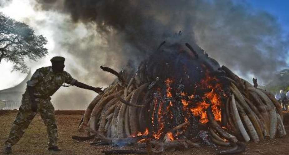 A Kenya Wildlife Services KWS officer throwing elephant tusks onto a burning pile of ivory seized at Nairobi National Park.  By Carl De Souza AFPFile