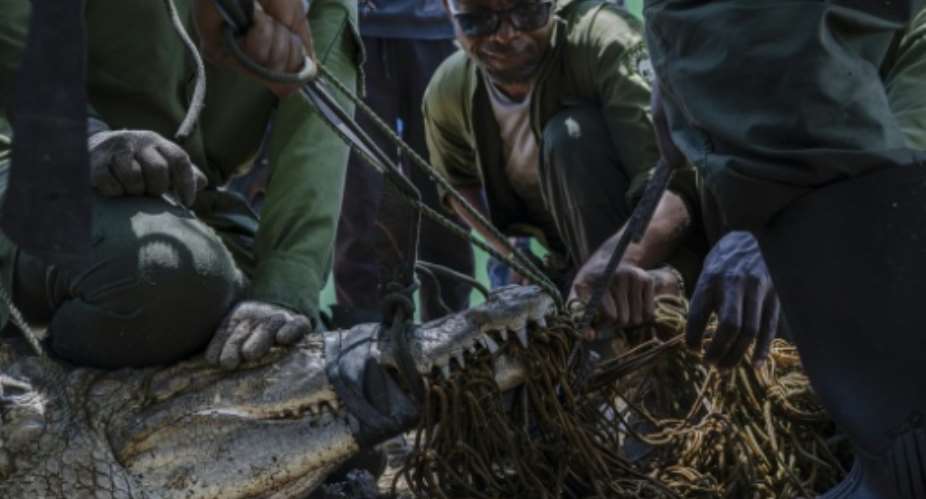 Kenya Wildlife Service aims to relocate 30 crocodiles this week.  By Tony KARUMBA (AFP)