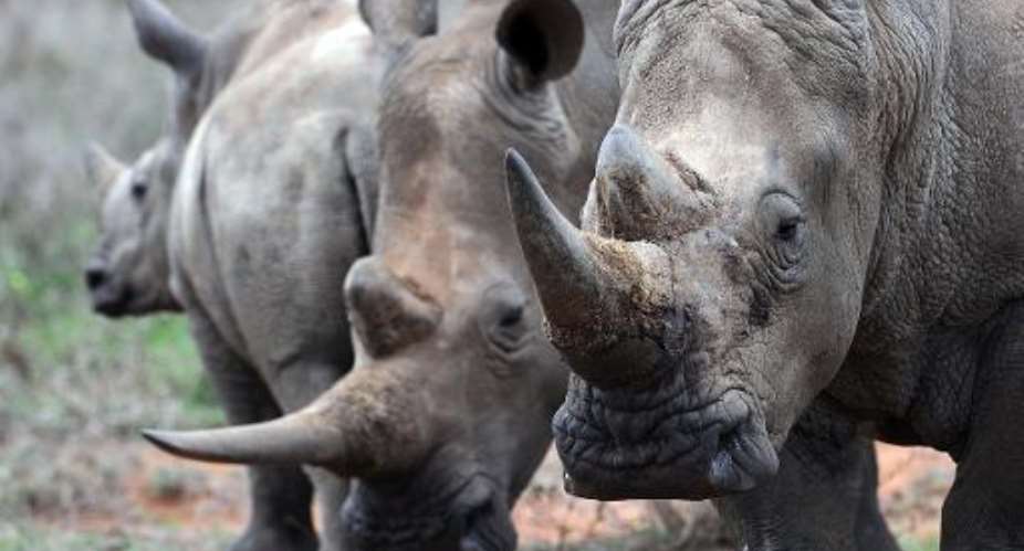A family of white rhinos is pictured at the Ol Jogi rhino sanctuary in Nairobi on August 7, 2014.  By Tony Karumba AFPFile