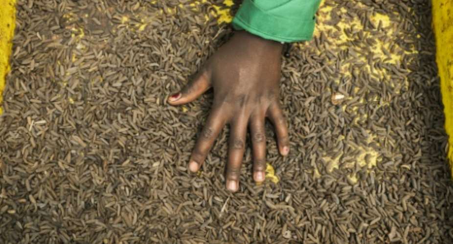 Kenyan farmers have turned to bugs in the search for alternatives to chemical fertilisers.  By Tony KARUMBA (AFP)