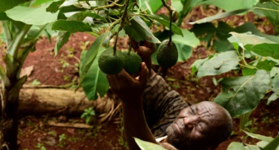 Kenyan farmers like Simon  Kimani hope to cash in on Europeans' taste for avocado toast.  By KEVIN MIDIGO AFP