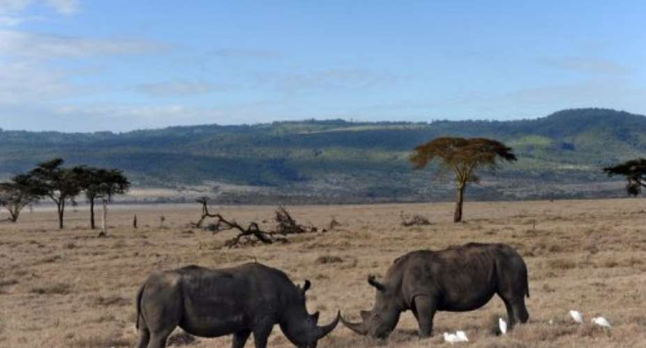 Kenya has the world's third largest rhino population.  By Roberto Schmidt AFPFile