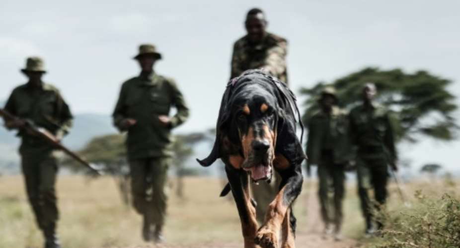 Kenyan ranger Maseto Sampei holds his bloodhound during a trace training session in the Mara Triangle.  By Yasuyoshi CHIBA AFPFile