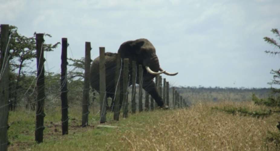 A Space for Giants image shows a bull elephant breaking through a fence intended to keep it inside a wildlife reserve at Mutara Ranch in the central Kenyan district of Laikipia.  By  Space for GiantsAFPFile
