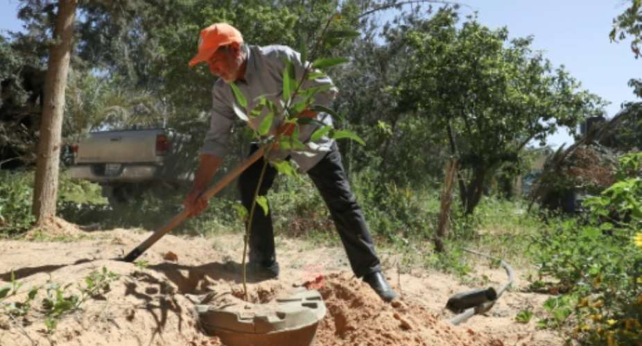Khalifa Ramadan, the leader of the Friends of the Tree group who work to raise awareness about green areas around Tripoli, plants a tree at his farm in Tajura.  By Mahmud Turkia (AFP)