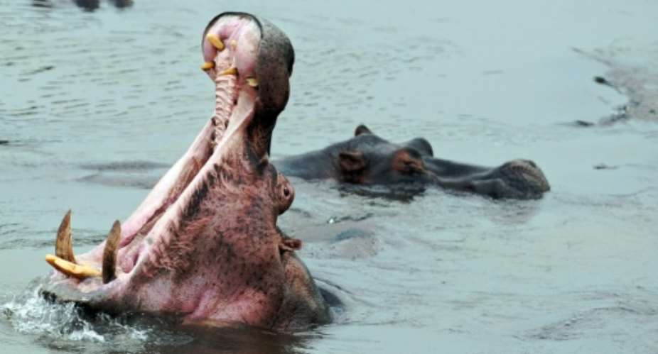 In the last decade, 25 fishermen have been mauled to death in the giant jaws of hippos and many more injured in the waters of Gouloumbou in eastern Senegal, village officials say.  By Tony Karumba AFPFile